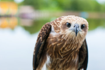 Healthy brown hawk standing portraited in front of lake background