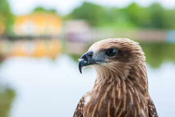 Healthy brown hawk portrait with blurred lake background