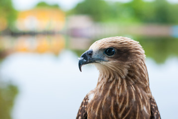 Healthy brown hawk portrait with blurred lake background