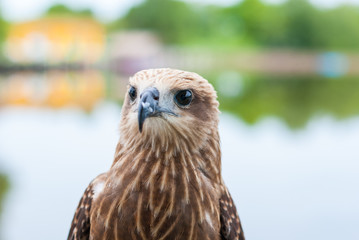 Healthy brown hawk portrait with blurred lake background