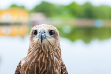 Healthy brown hawk portrait with blurred lake background