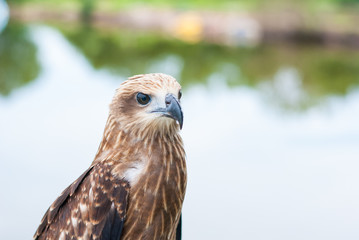Healthy brown hawk portrait with blurred lake background