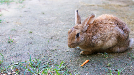 うさぎ　にんじん