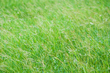 Abstract grass moving by evening wind background, relaxing and soothing nature feeling