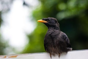 Close-up portrait bird perching on a sign post with beautiful blurred background, very clear detail, Jungle Myna