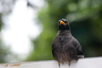 Close-up portrait bird perching on a sign post with beautiful blurred background, very clear detail, Jungle Myna