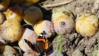 Butterfly on plums