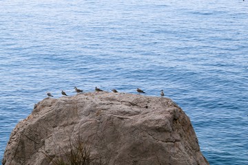 Seagulls on the rock