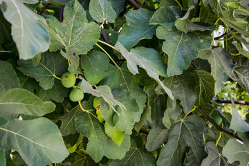 Close-up shot of green fig on a branch among the leaves