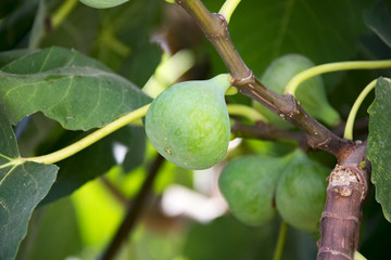 Close-up shot of green fig on a branch among the leaves