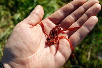 the palm of a fisherman in which red striped worms, a summer day