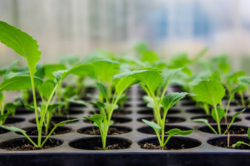 Cabbage seedlings in the greenhouse