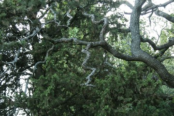 Old branch 