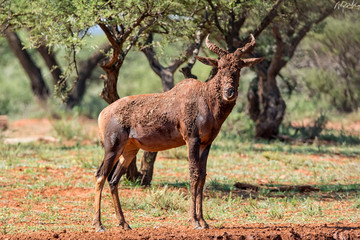 Tsessebe Antelope