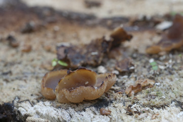 Peziza varia