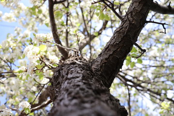 Centre Tree