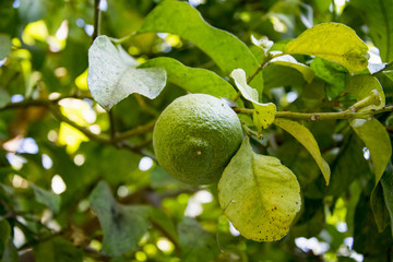 juicy ripe green lime on a branch among the leaves