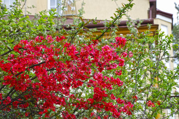Fototapeta na wymiar Beautiful red flowers of Chaenomeles japonica (Japanese Quince). This is a low-growing, deciduous shrub with abundant clusters of bright orange-scarlet flowers, up to 1.5 in. across (3-4 cm).