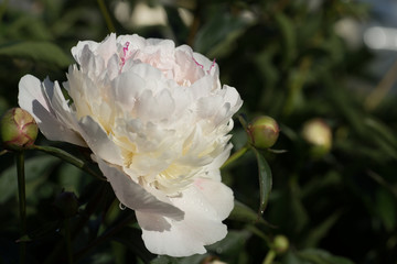 White Peony pink close up. Natural background.