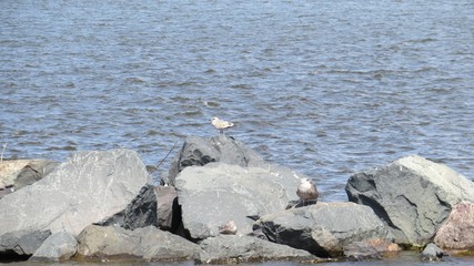 Gulls Posing