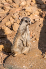 A meerkat standing on a rock