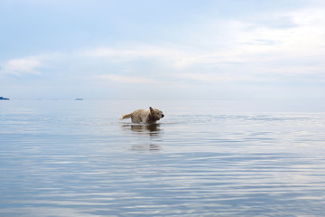 Fototapeta premium Red-haired dog breeds golden retriever stands in the sea and shakes himself off