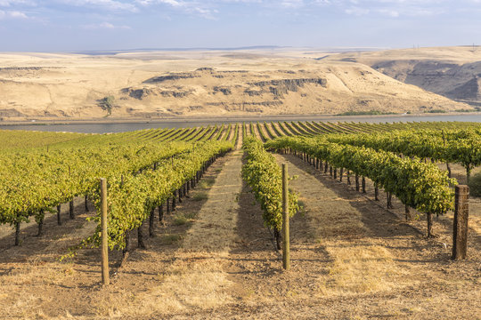 Vineyards In The Columbia River Gorge WA.