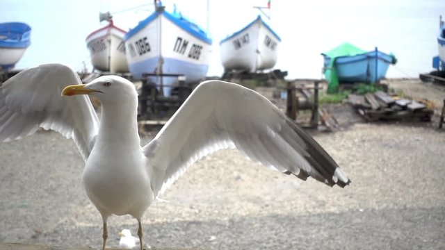 Slow motion of a gull on the shore in the background of boats.