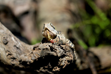 Water Dragon