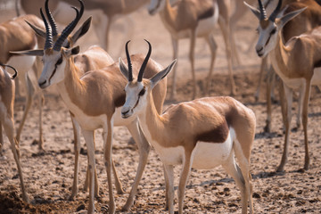 Springbok in Etosha NAtional Park, Namibia