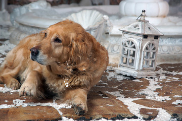 Red-haired dog of breed golden retriever lies on snow-covered path