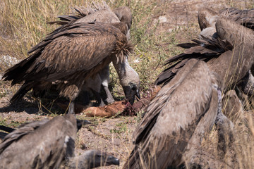 Vultures in Etosha National Park, Namibia