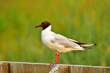 The black-headed gull (Chroicocephalus ridibundus)
