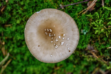 mushroom in the forest macro