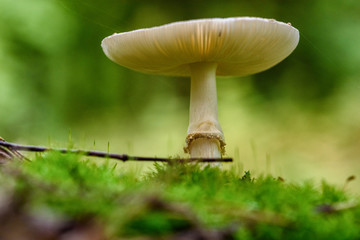 mushroom in the forest macro