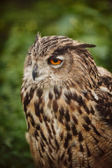 Wild big owl closeup, eyes of an owl