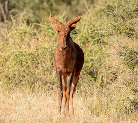 Tsessebe Antelope
