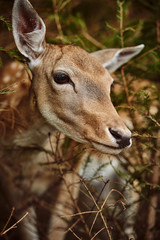 Deer head, close up