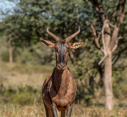 Tsessebe Antelope