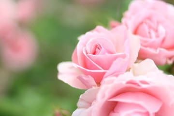 ピンクの薔薇