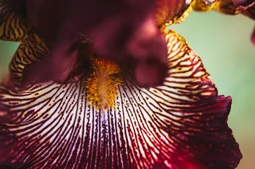 Crédence de cuisine en verre imprimé Iris Close up iris pourpre