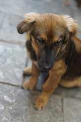 Sad little brown puppy sitting on tiled floor