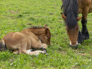 Ardennes foal reposing next to its grazing mare mother in a Belgian May meadow