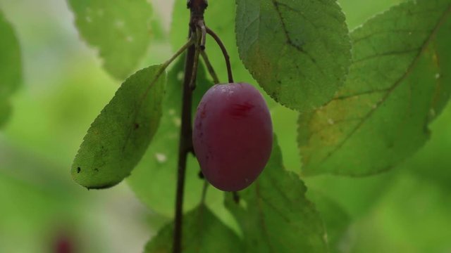 A small plum hanging from a plum tree
