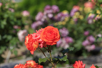 Orangered roses - Spring flowers in Japan -