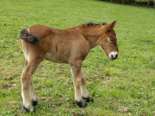 Naklejka na ściany i meble Close picture of an Ardennes foal in a Belgian pasture