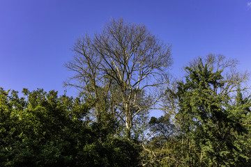 Trees and sky