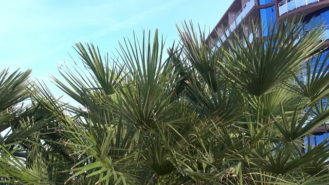 Green palm branches and tall building against the blue sky. HD video