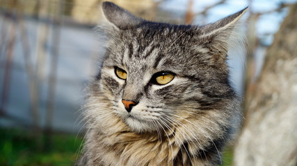Naklejka premium A beautiful cat on the street