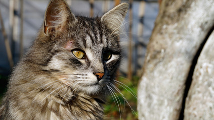 A beautiful cat on the street